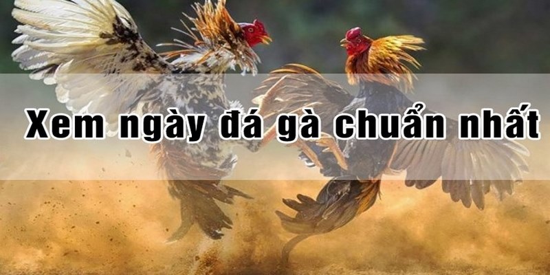 cach-xem-ngay-da-ga